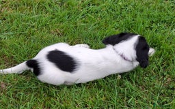 English Springer Spaniel dogs for sale: Cracking ESS Dog Pups Available  in South Molton - Image 7