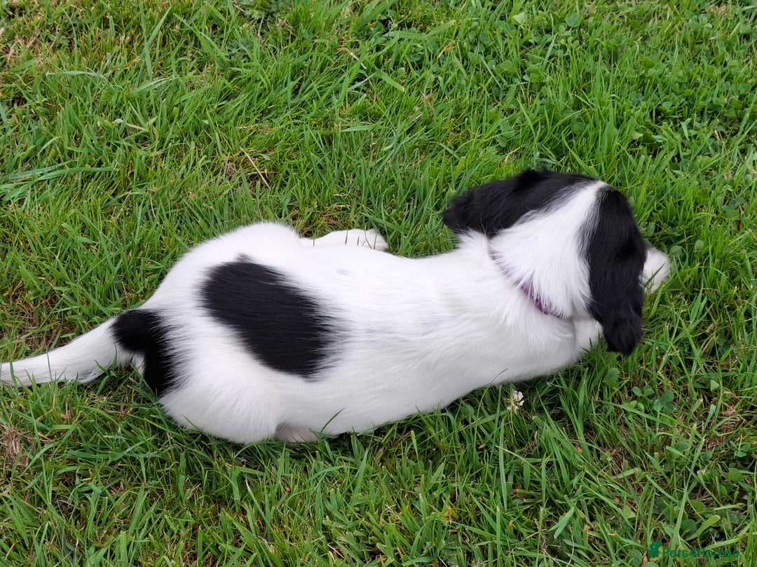 English Springer Spaniel dogs for sale: Cracking ESS Dog Pups Available  in South Molton - Image 7
