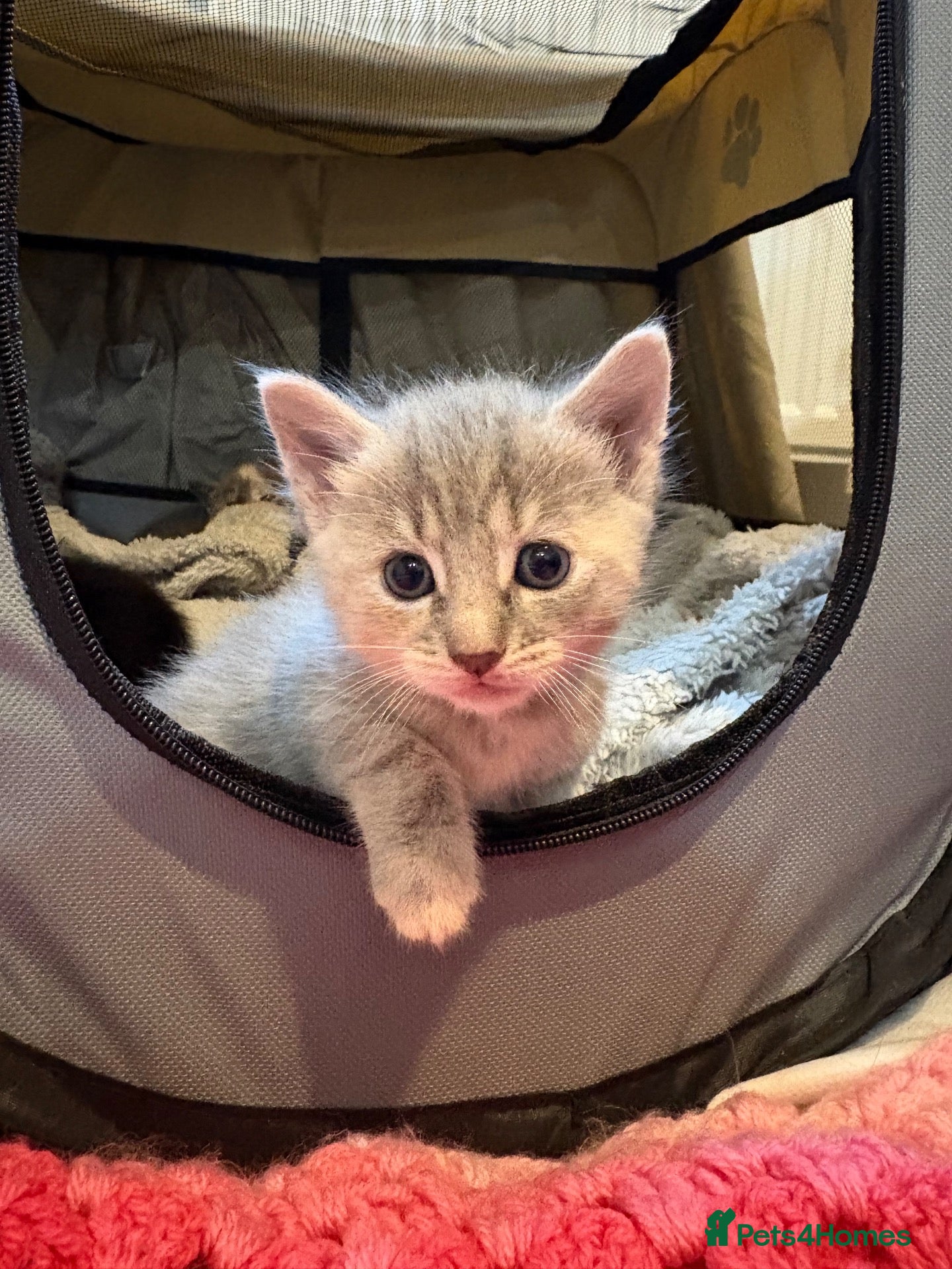Mixed Breed cats ***sold***Purrfectly adorable kittens - Advert 2