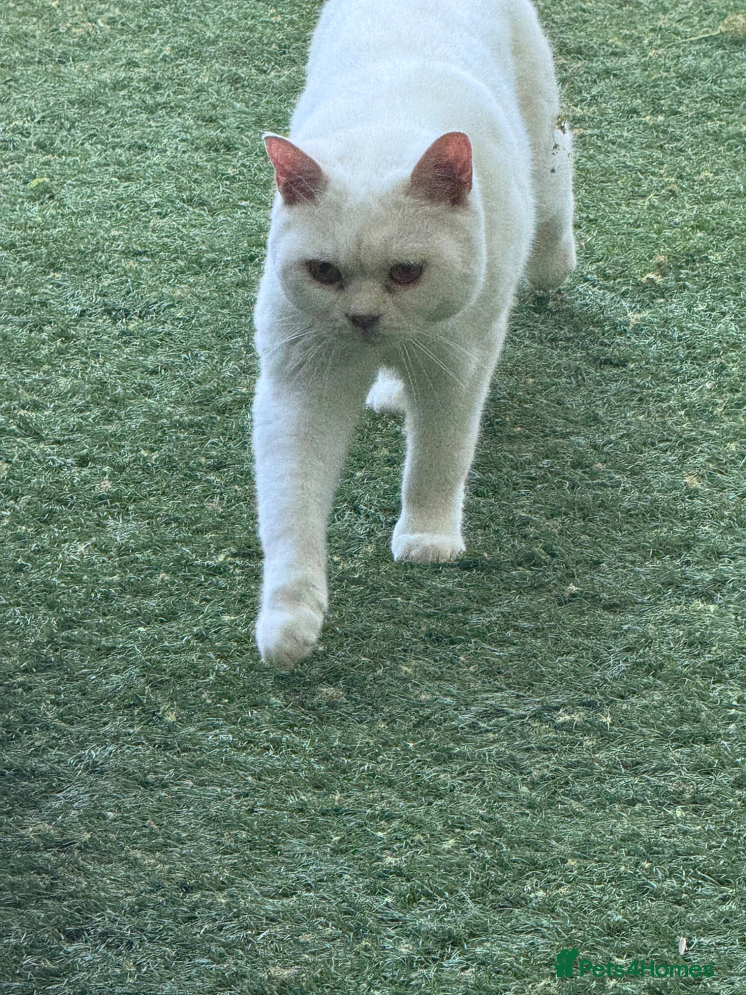 British Shorthair cats for sale: Beautiful white BSH  in Bilston - Advert 2
