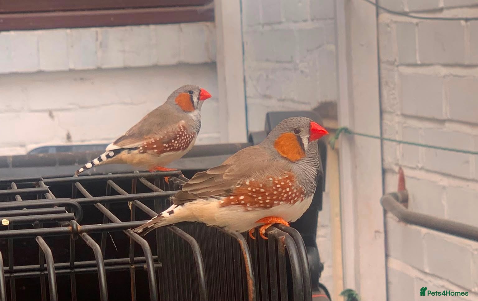 Finches birds 2 male finches pair with a cage - Advert 1