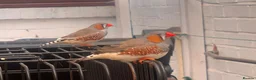 Finches birds for sale: 2 male finches pair with a cage - Advert 1