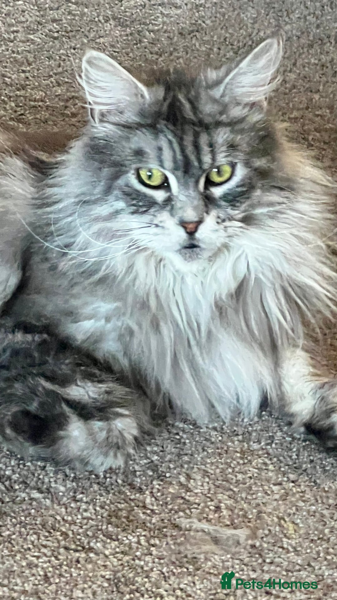 Maine Coon cats for sale: Top quality Maine coon kittens - Image 17