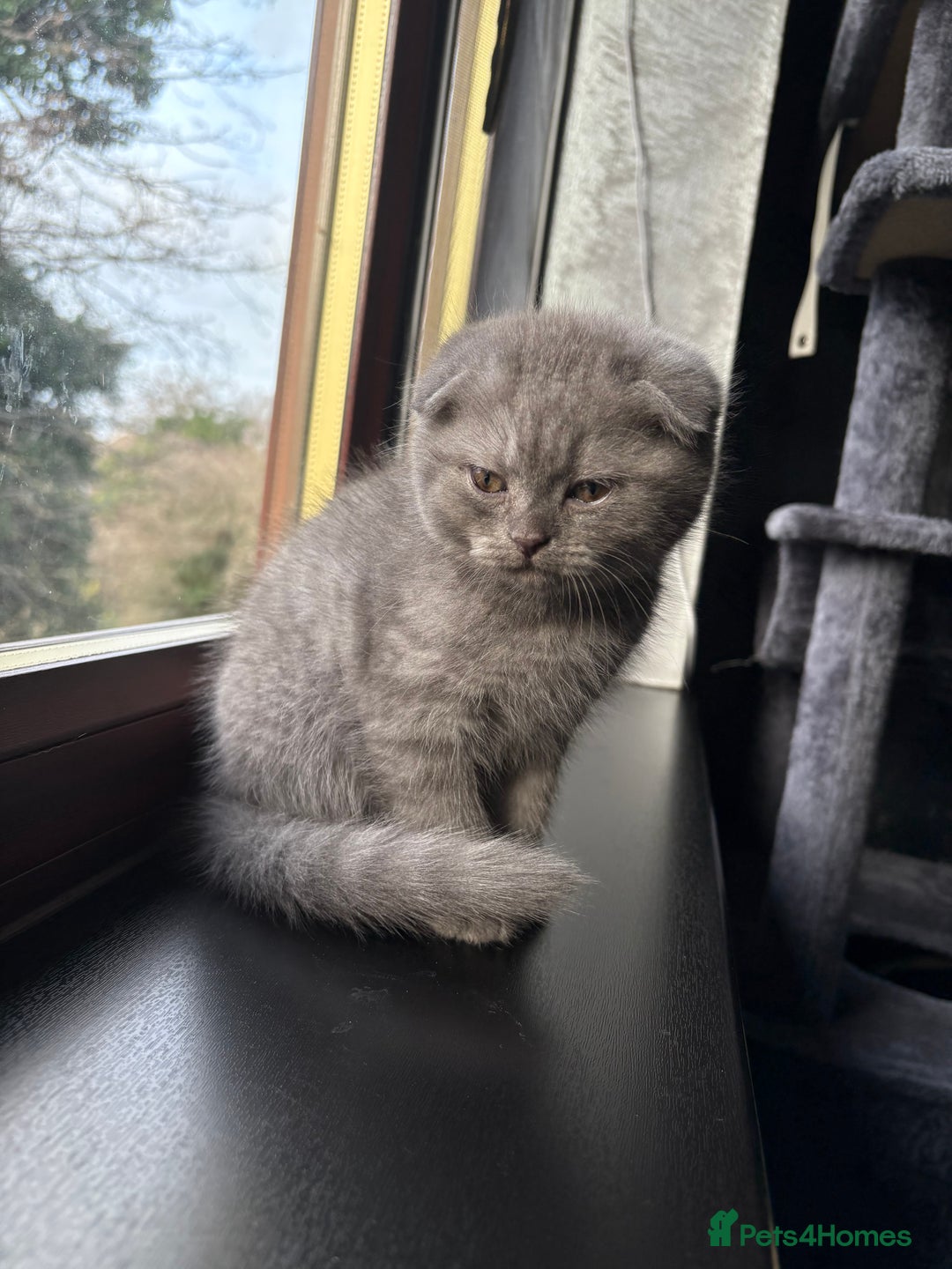 Scottish Fold cats for sale: Scottish Fold kitten - Advert 3