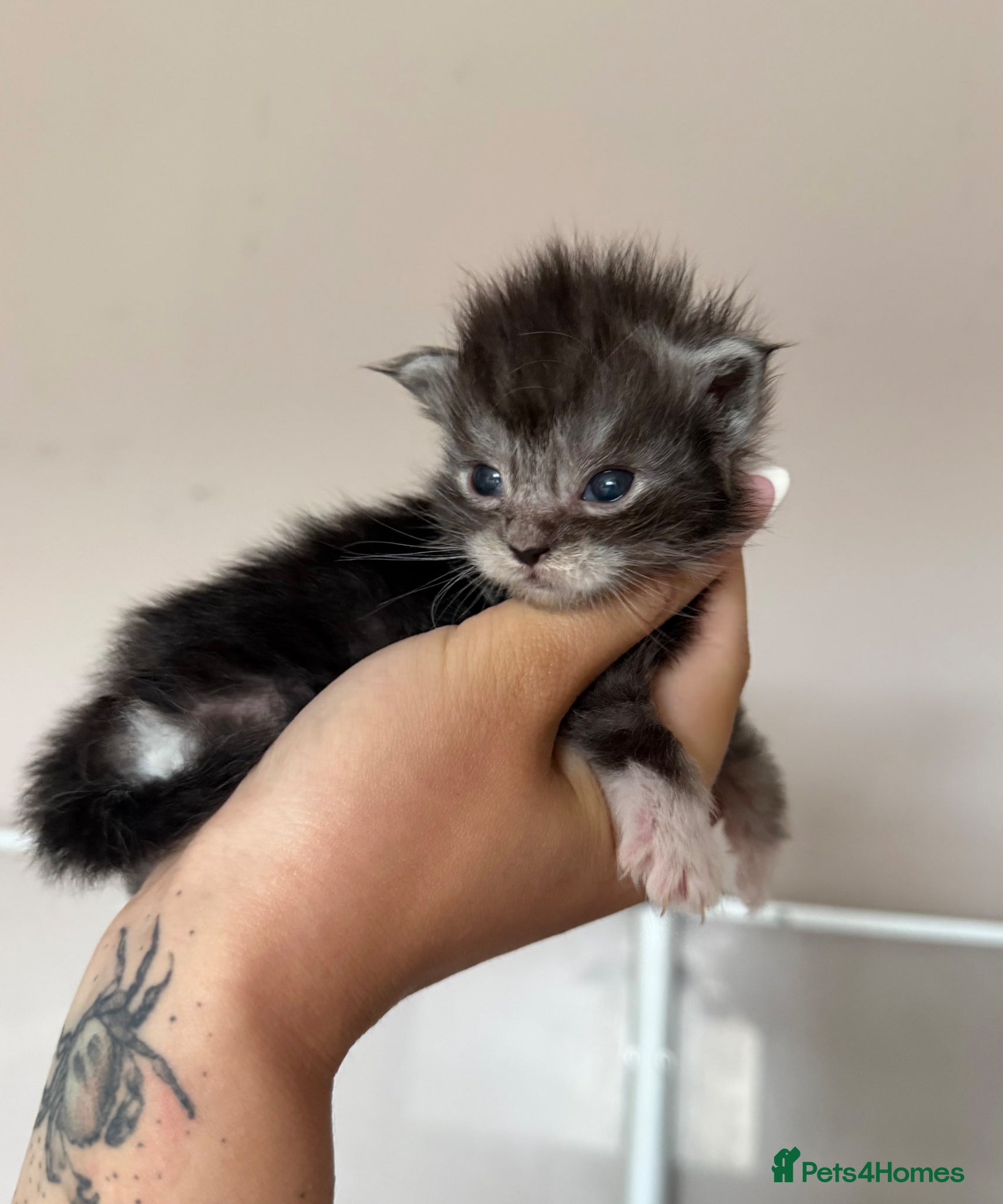 Maine Coon cats for sale: Moons Maines Maine Coon Kittens  - Advert 8