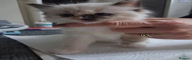 Ragdoll 2