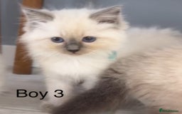 Ragdoll cats for sale: 7 Ragdoll kittens for sale - Image 6