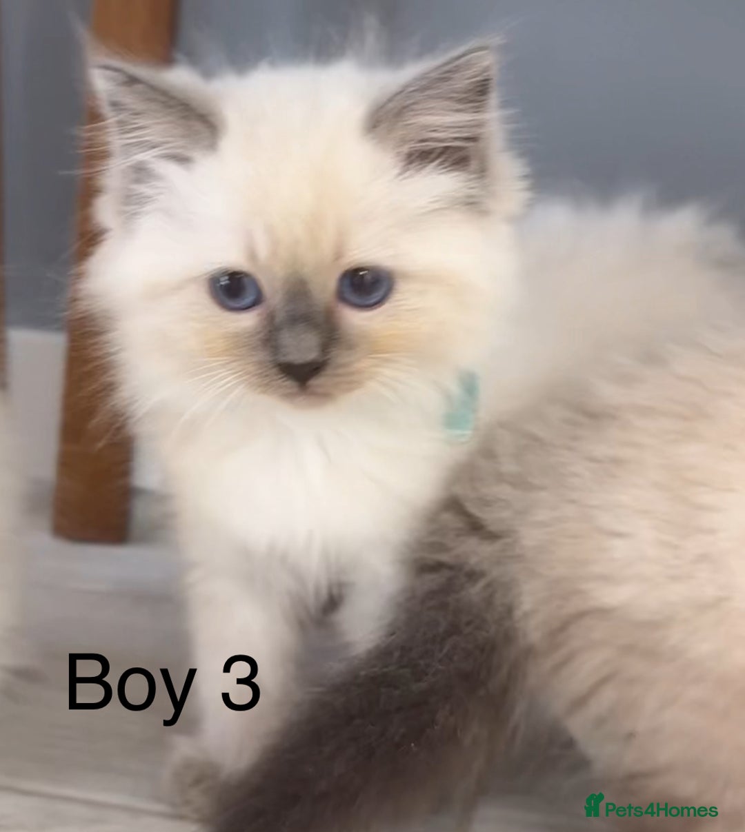 Ragdoll cats for sale: 7 Ragdoll kittens for sale - Image 6