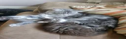 Maine Coon cats for sale: Beautiful Female Maine coon cross  - Advert 7