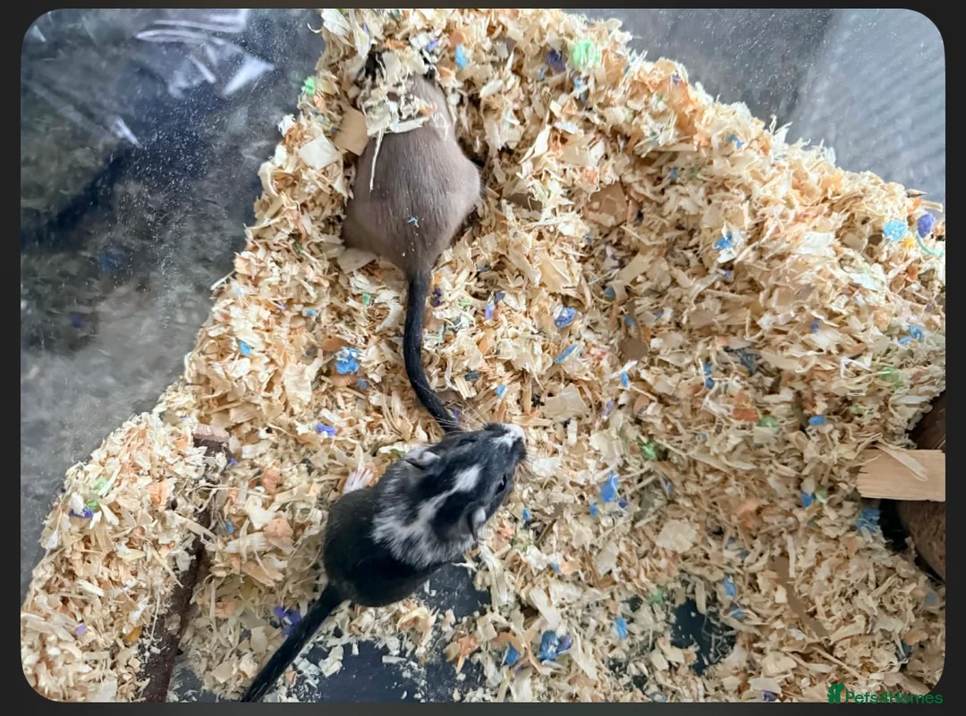 Gerbil rodents for sale: 2 lovely gerbils for sale with cage  - Advert 3
