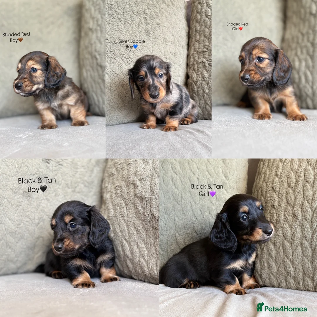 Miniature Dachshund dogs for sale:     Exceptional KC Long Haired Mini Dachshunds🤍 - Advert 1