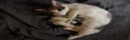 Domestic Shorthair cats for sale: domestic shorthair female  in Worksop - Advert 5