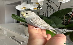 Budgerigars birds for sale: Hand Tame male crested baby budgie  - Image 9