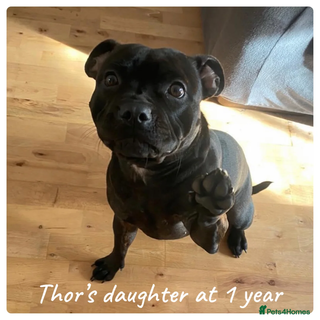 Staffordshire Bull Terrier dogs for stud: 📣THE 🔝 PRODUCING BLACK BLUE GENE CHAMPION IN UK  in Faversham - Advert 14