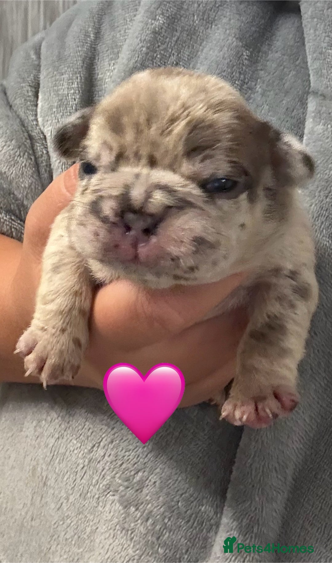 French Bulldog dogs for sale: French bulldog puppies - Advert 13