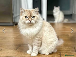 Siberian cats Looking for a loving New Home - Advert 19