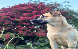 Shepsky dogs for sale: Beautiful Bitch for adoption we don’t want money - Image 1