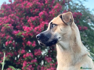 Shepsky dogs for sale - Advert 1