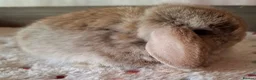 Mini Lop rabbits for sale: Various ages - Advert 20