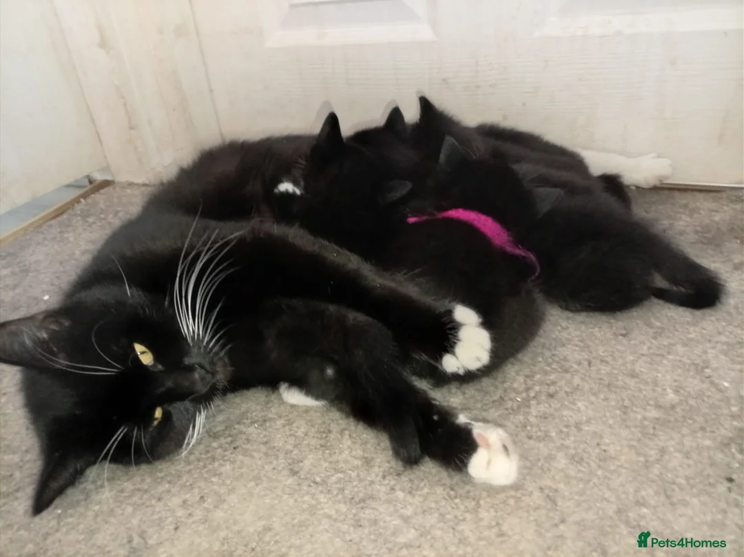 British Shorthair cats for sale: Beautiful kittens looking for forever home ! - Advert 1