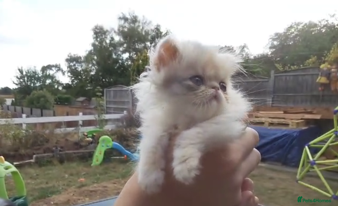 Persian cats for sale: Persian kittens KC Registered with pedigree - Image 24