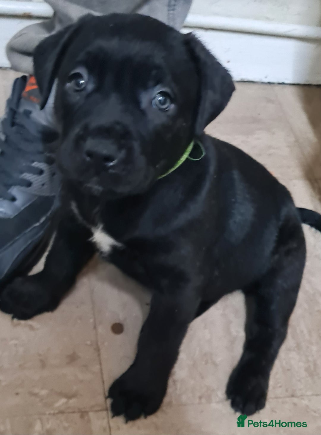 Mixed Breed dogs for sale: Presa canario - Advert 11