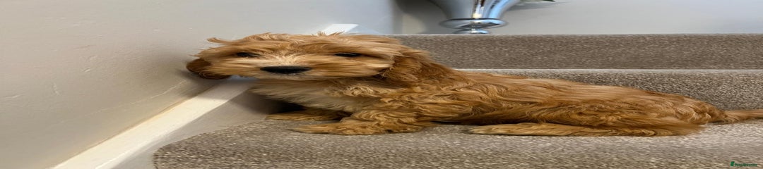 Cockapoo Puppy 2