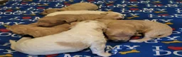 Cockapoo dogs for sale: Beautiful F1B toy cockapoos  in Leeds - Advert 8