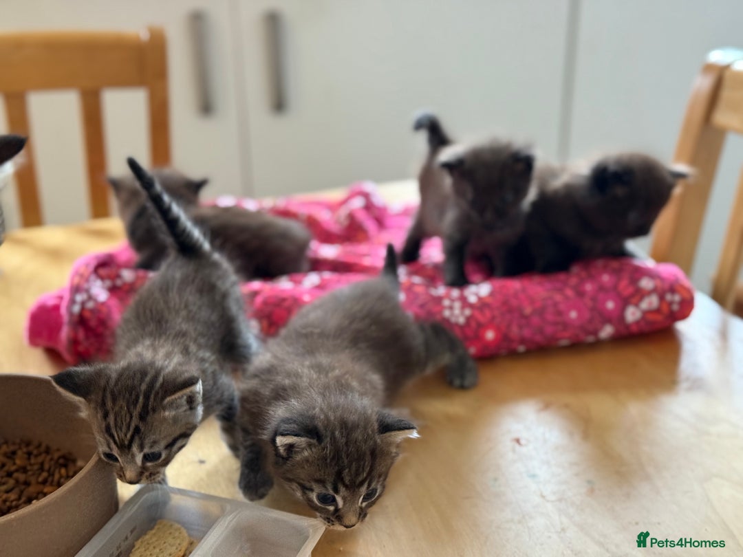British Longhair cats for sale:  British longhair kittens 3 male 1 female  - Image 9