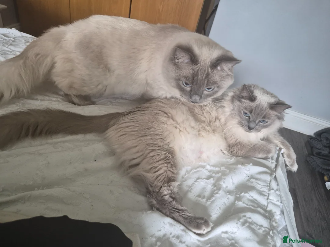 Ragdoll cats for sale: ✨ Beautiful Blue Point Ragdoll Kittens ✨ - Advert 7
