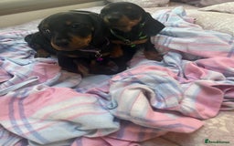 Dachshund dogs for sale: Dachshund puppies - Image 16
