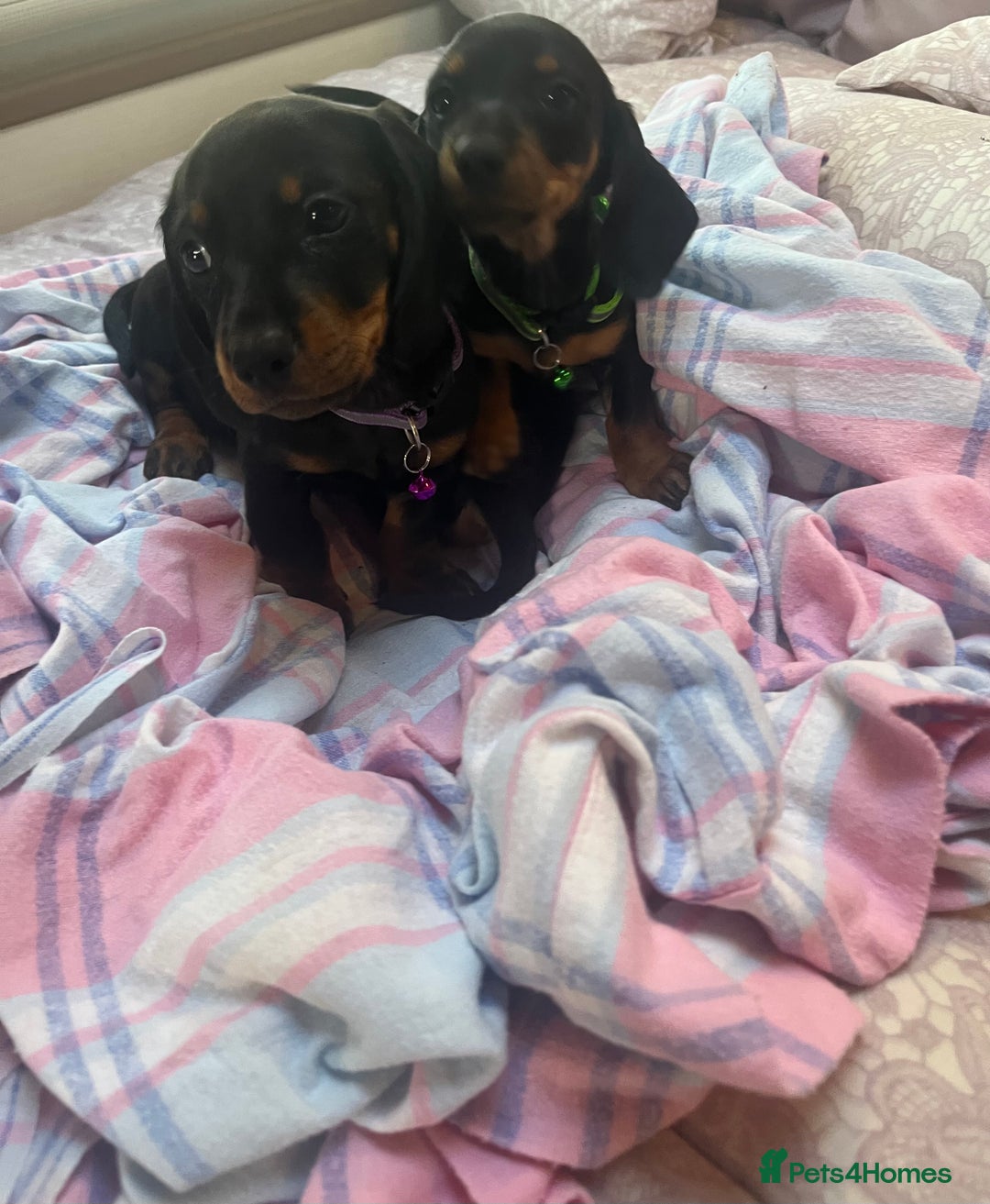 Dachshund dogs for sale: Dachshund puppies - Image 16