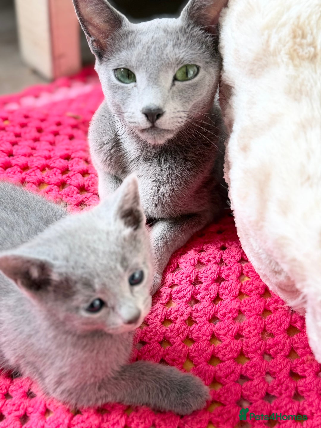 Russian Blue cats for sale: TICA Registered Russian Blue to a good home 🏡 - Advert 7