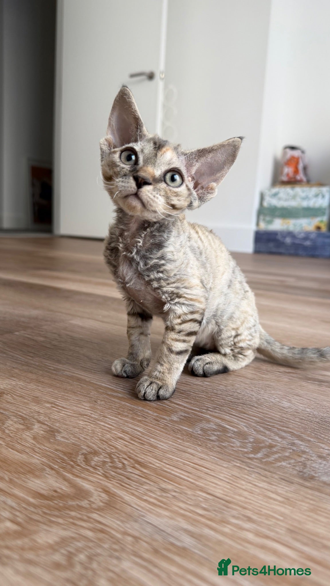 Devon Rex cats Devon Rex - Advert 1