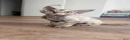 Devon Rex cats for sale: Devon Rex - Advert 1