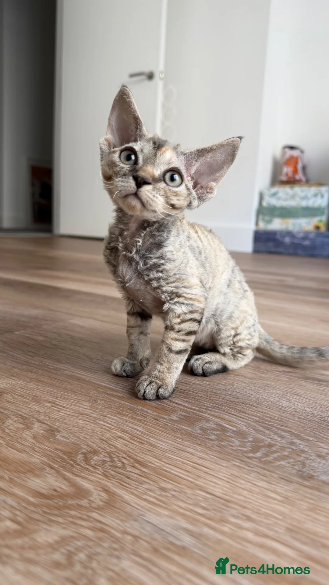Devon Rex cats for sale: Devon Rex - Advert 1