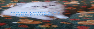 RANI (Bailey) 