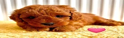 Cavapoo dogs for sale: F1B Cavapoo lovely puppy  - Advert 4