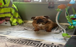 English Bulldog dogs for sale: Litter of 8  - Image 23