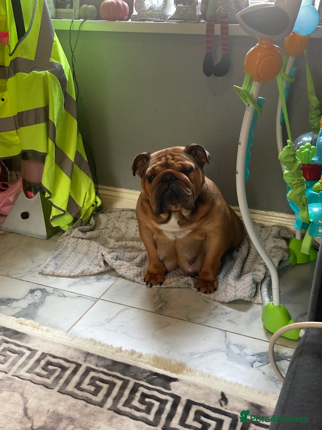 English Bulldog dogs for sale: Litter of 8  - Image 23