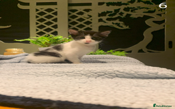 Mixed Breed cats for sale: KITTENS! Batch of cuties for sale in Basinsgtoke - Image 10
