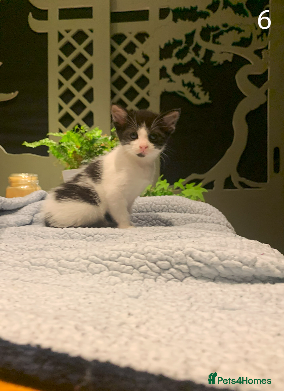Mixed Breed cats for sale: KITTENS! Batch of cuties for sale in Basinsgtoke - Image 10