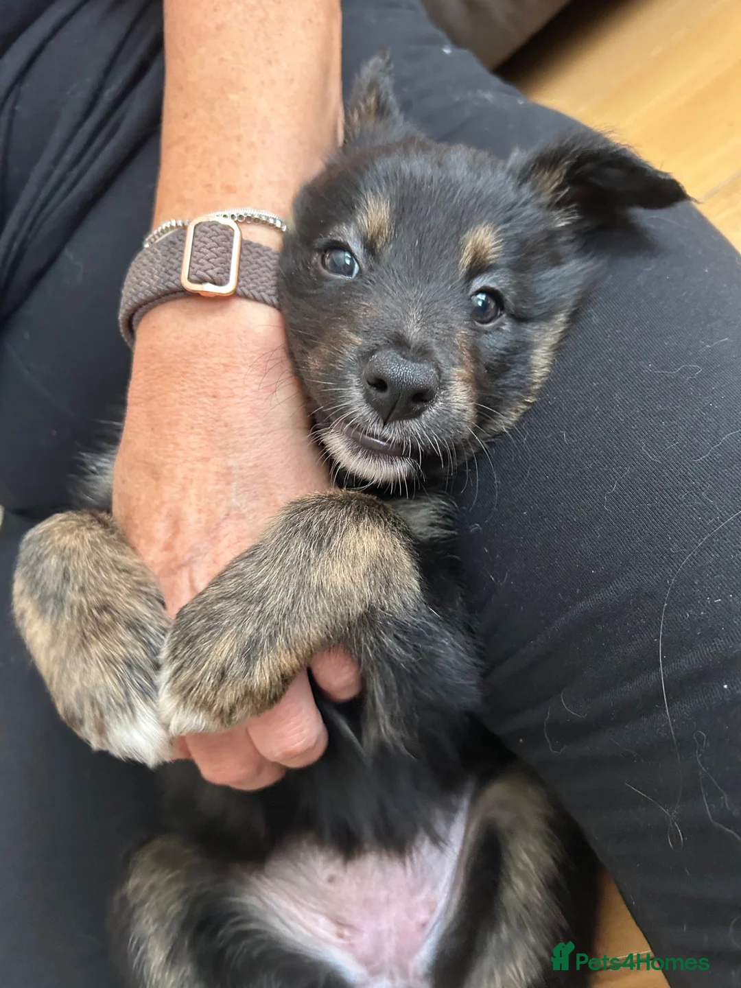 Border Collie dogs for sale: Unique coloured loving border collie puppy - Advert 1