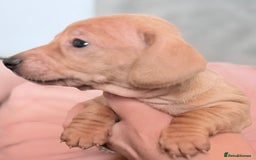 Miniature Dachshund dogs for sale: Beautiful unique babies  - Image 6