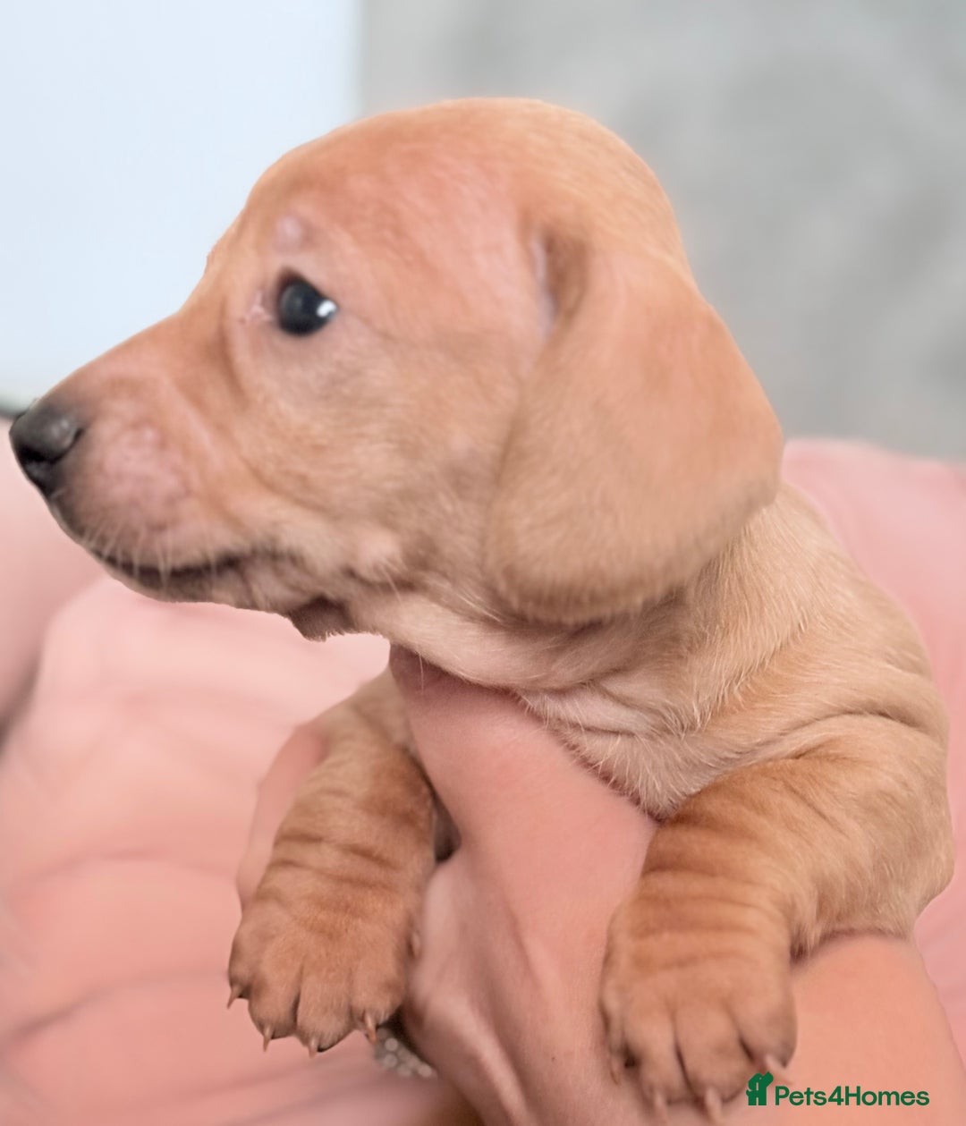 Miniature Dachshund dogs for sale: Beautiful unique babies  - Image 6