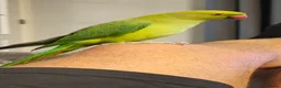 Ringnecks birds for sale: Indian Ringneck  - Advert 2