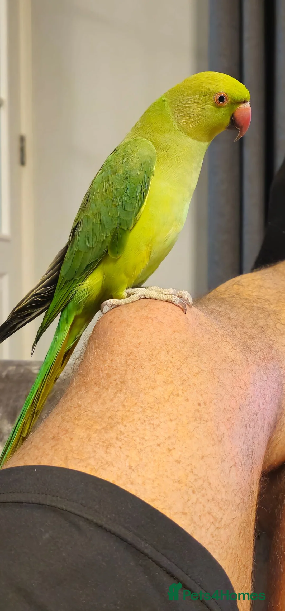 Ringnecks birds for sale: Indian Ringneck  - Advert 2