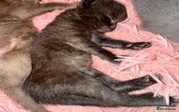 British Shorthair cats for sale: 3 male and 3 female kittens and mother  - Image 17