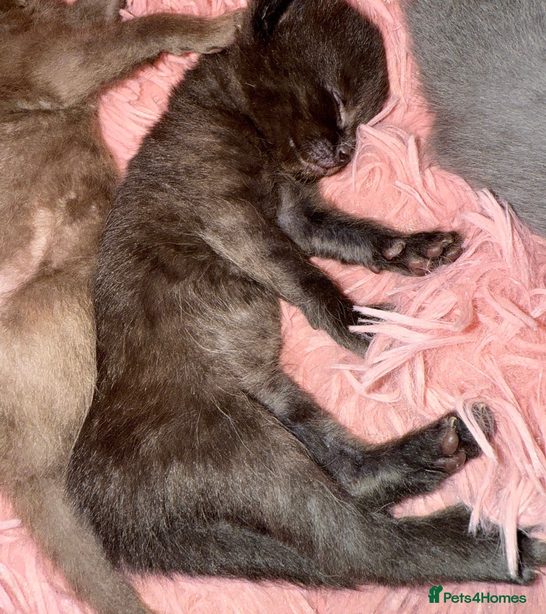 British Shorthair cats for sale: 3 male and 3 female kittens and mother  - Image 17