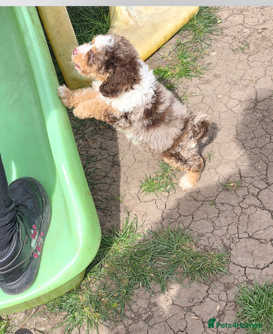 Cockapoo dogs LAST PUPPY REMAINING - 8 WEEKS OLD & READY NOW 🐶 - Advert 13